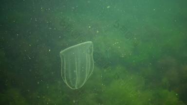 栉水母门动物掠夺性梳子水母入侵者黑色的海水母beroe卵圆形的吞噬助记符莱迪北部部分黑色的海